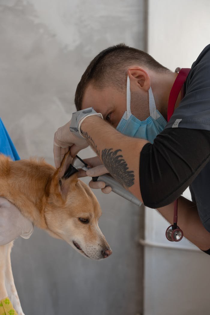 Veterinarian wearing mask examines a dogs ear with precision. Professional care in a clinic setting.